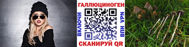 OMG маркетплейс  Владивосток  Псилоцибиновые грибы Psilocybine cubensis 